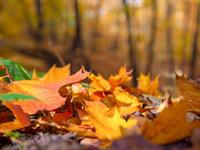 Shutterstock_1551802178_fallen leaves_nokritušās lapas.jpg