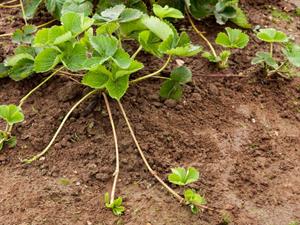 Shutterstock_557812096_strawberry plant with runners_zemeņu stāds ar stīgām.jpg