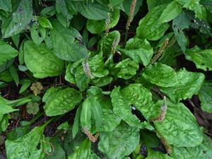 Shutterstock_2466966845_broadleaf_ceļmallapa.jpg