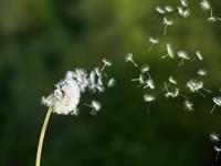 Shutterstock_2464581139_dandelion seeds_pieneņu sēklas.jpg