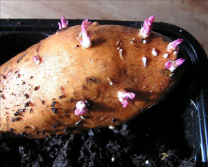 sweet potato 1.png