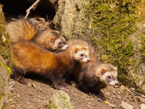 Shutterstock_1529051204_ferrett_sesks.jpg