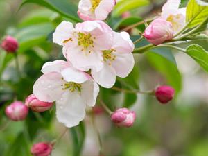 Shutterstock_1932319145_apple tree blooming_ābeļziedi.jpg