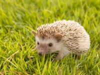 Shutterstock_164448011.jpg