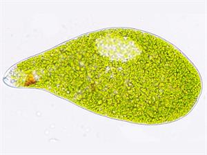 Shutterstock_2330661173_Euglena ehrenbergii (1).jpg