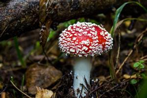mushroom-541576_960_720.jpg