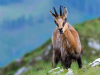 Shutterstock_2271922489_goat_kaza.jpg