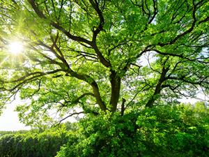 shutterstock_1713614590_tree_koks.jpg