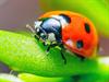 Shutterstock_1034008732_ladybug_mārīte.jpg