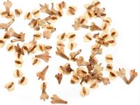 Shutterstock_1495047740_birch seeds_bērza sēklas.jpg