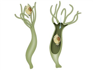 Shutterstock1084526378nutritionanddigestioninhydravulgarishydravulgarisuztursungremošana.jpg