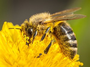 shutterstock_2454042299_bee_bite.jpg