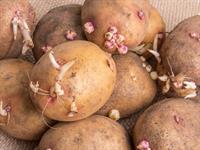 Shutterstock_1964507917_potatoes with sprouts_kartupeļi ar asniem.jpg