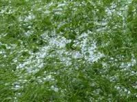 hailstones-123044_960_720.jpg