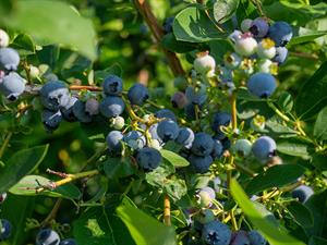 shutterstock_2508738595_blueberries_mellenes.jpg