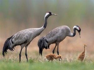 shutterstock_1731360952_crane family_dzērvju ģimene.jpg