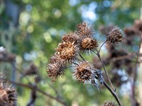 shutterstock_2519091419_great burdock_lielais dadzis.jpg