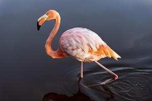 flamingo-pix.jpg