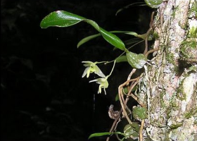 orhideja1.png