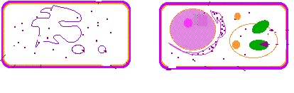 prokaryotic (1)rrf.gif