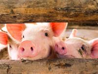 Shutterstock_714538813_pig_cūka.jpg