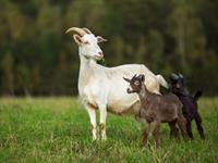 Shutterstock_1923928043_goat_kaza.jpg