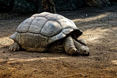 tortoise pix.jpg