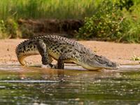 Shutterstock_1616406358_crocodile_krokodils.jpg