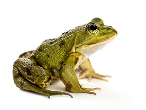 shutterstock_749507503_frog_varde.jpg