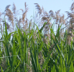 common-reed-photo-credit-wasyl-bakowsky.png