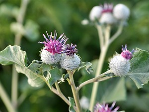 shutterstock_1614460444_burdock_dadzene.jpg