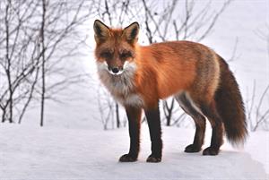 fox-лиса_lapsa.jpg