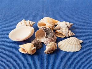 Shutterstock_1662926230_seashells_gliemežvāki.jpg