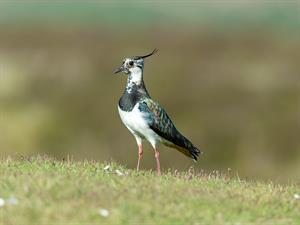 shutterstock_2160415729_lapwing_ķīvīte.jpg