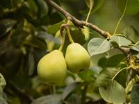 Shutterstock_2504827253_pears_bumbieri.jpg