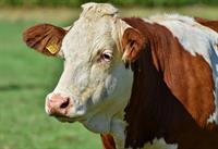 cow-4398868_1280.jpg