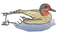 this_duck.png