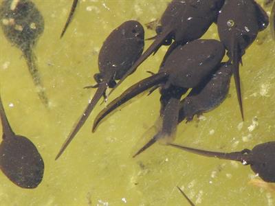 tadpoles3 pix.jpg