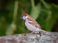 shutterstock_2500838209_sparrow_zvirbulis.jpg