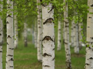 Shutterstock_2299242517_birch bark_bērza miza.jpg