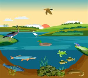 Shutterstock_2197335381_pond ecosystem_dīķa ekosistēma.jpg