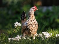 shutterstock_2481659687_hen_vista.jpg