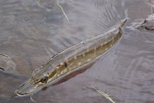 pike-pix.jpg