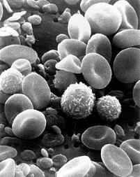 250px-SEM_blood_cells.jpg