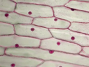 shutterstock_2376353471_onion cells_sīpola šūnas.jpg