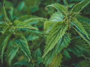 shutterstock_2476621973_nettle_nātre.jpg