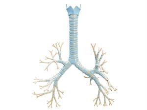 Shutterstock_2232903011_bronchi_bronhi.jpg