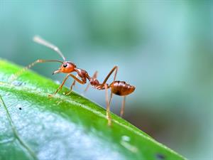 Shutterstock_2502774465_ant_skudra.jpg