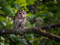shutterstock_2466587149_owl_pūce.jpg
