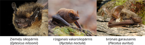 YCUZD_241206_6873_Dzivn_sist_8.png